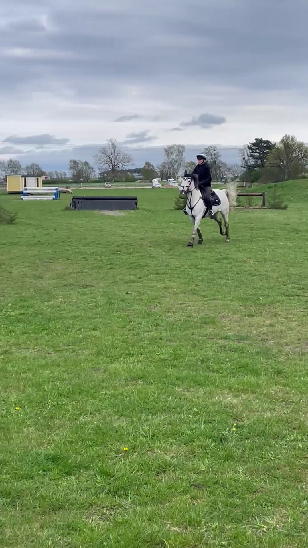 Allround hästar till salu: Cool Connemara för hopp, dressyr och terräng! - Video 4