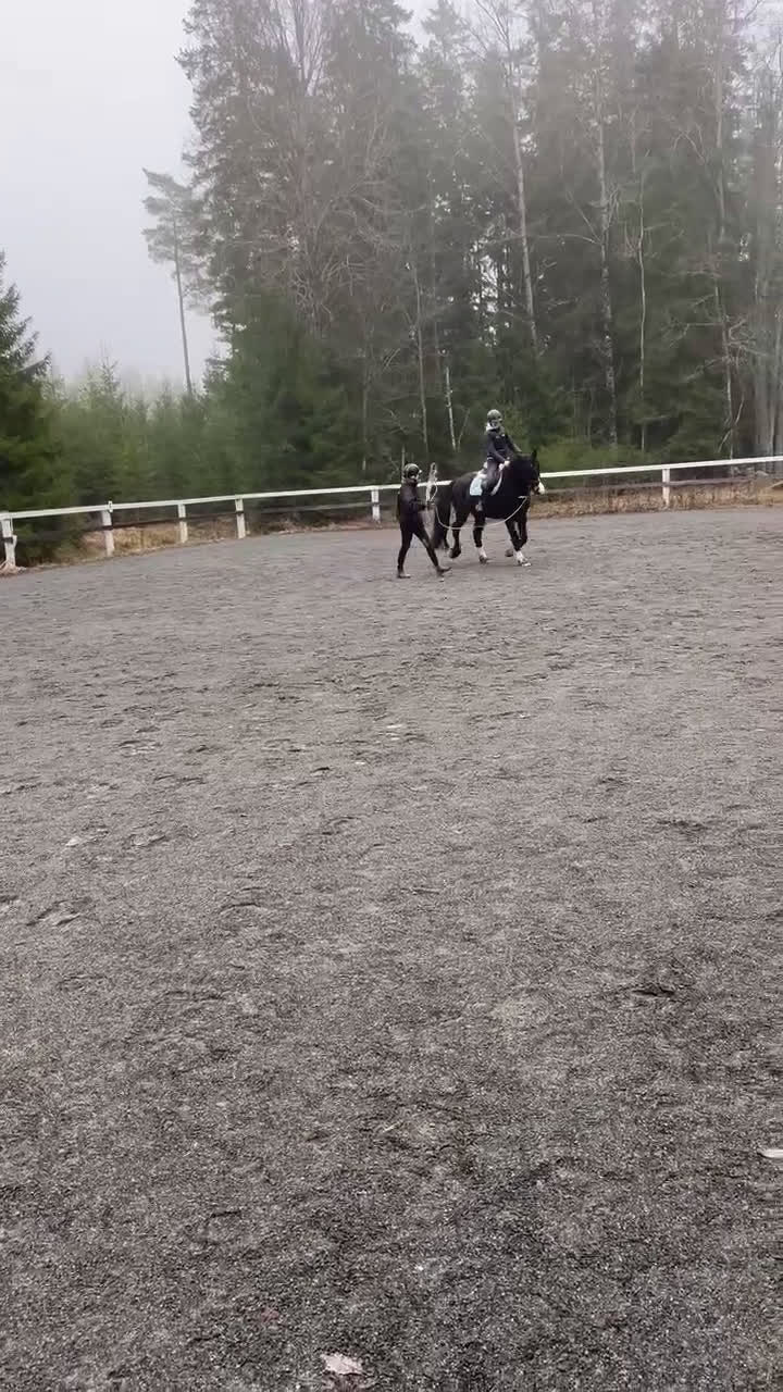 Allround hästar till salu: Vacker unghäst - Video 2