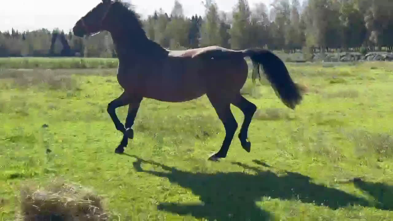Hoppning hästar till salu: 4 årig val Montevideo -Cardento  - Video 1