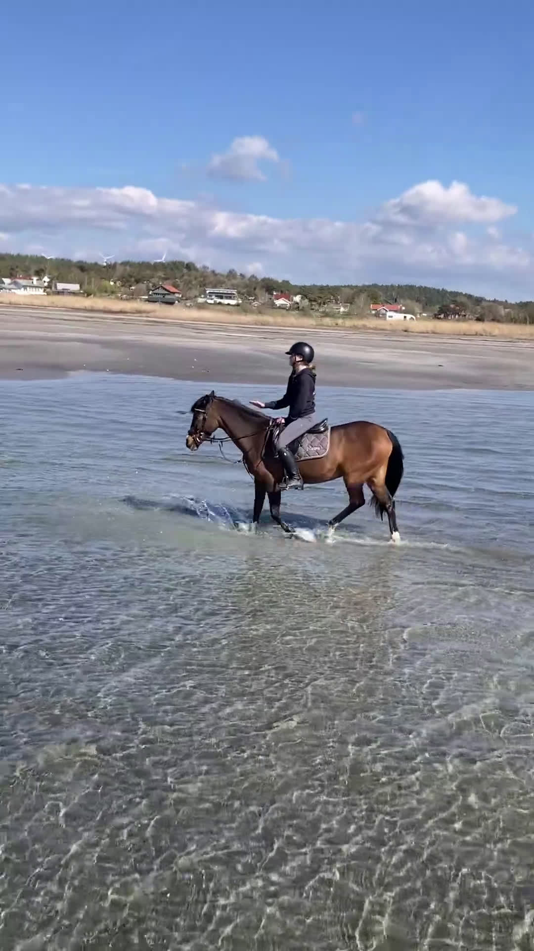 Allround hästar till salu: Lyxig läromästare! i Veddige - Video 4