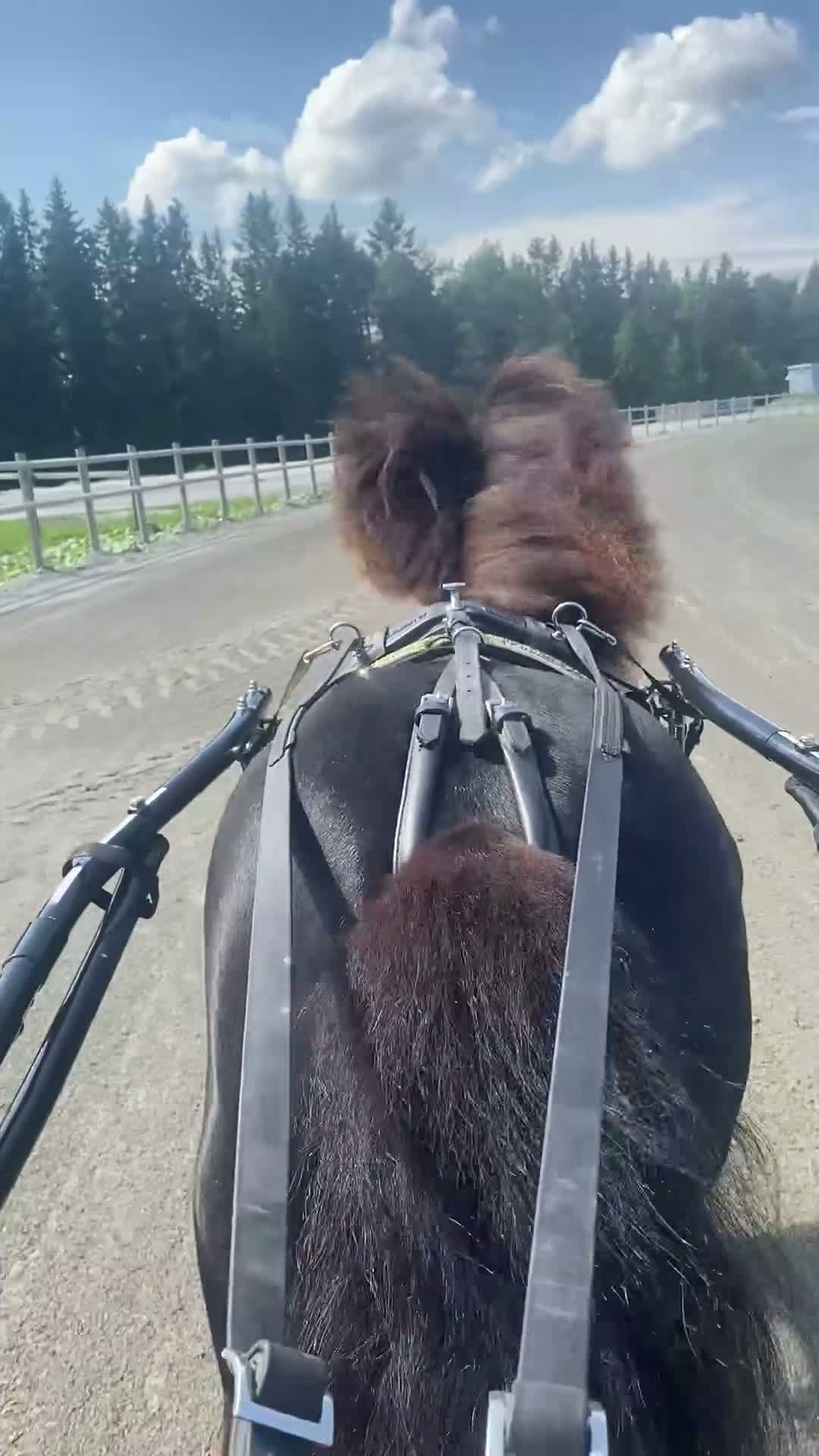 Trav hästar till salu: Toppstammad travshettis med mycket kapacitet kvar - Video 2