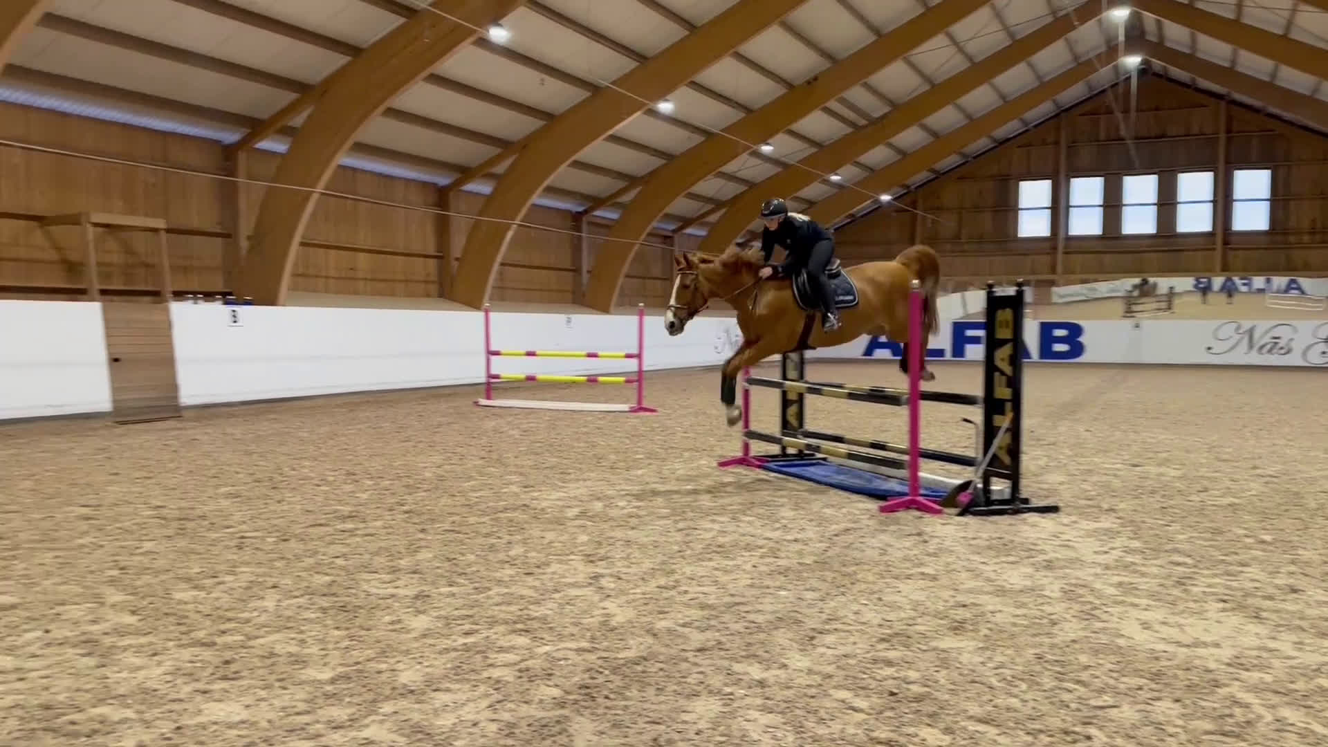 Hoppning hästar till salu: Sto med utstrålning  - Video 3