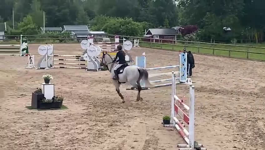 Hoppning hästar till salu: Modig med mkt kapacitet - Video 1