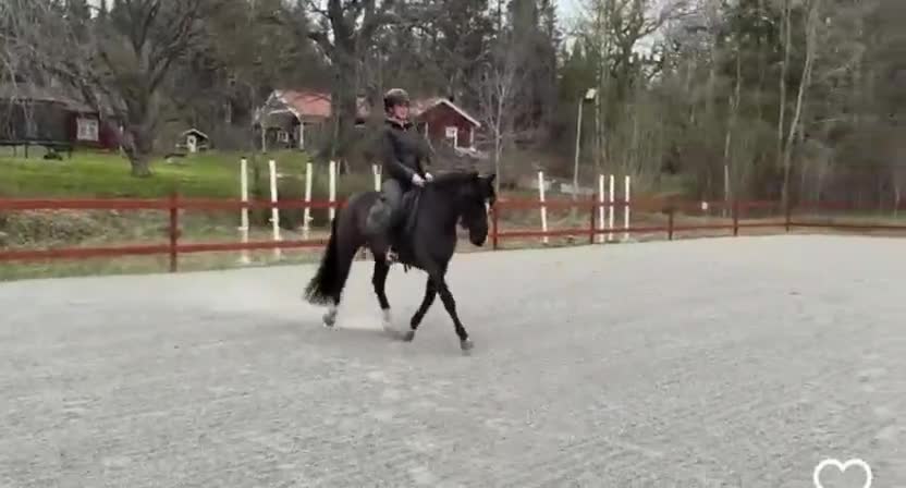 Dressyr hästar till salu: Talangfull maxad C-ponny - Video 1