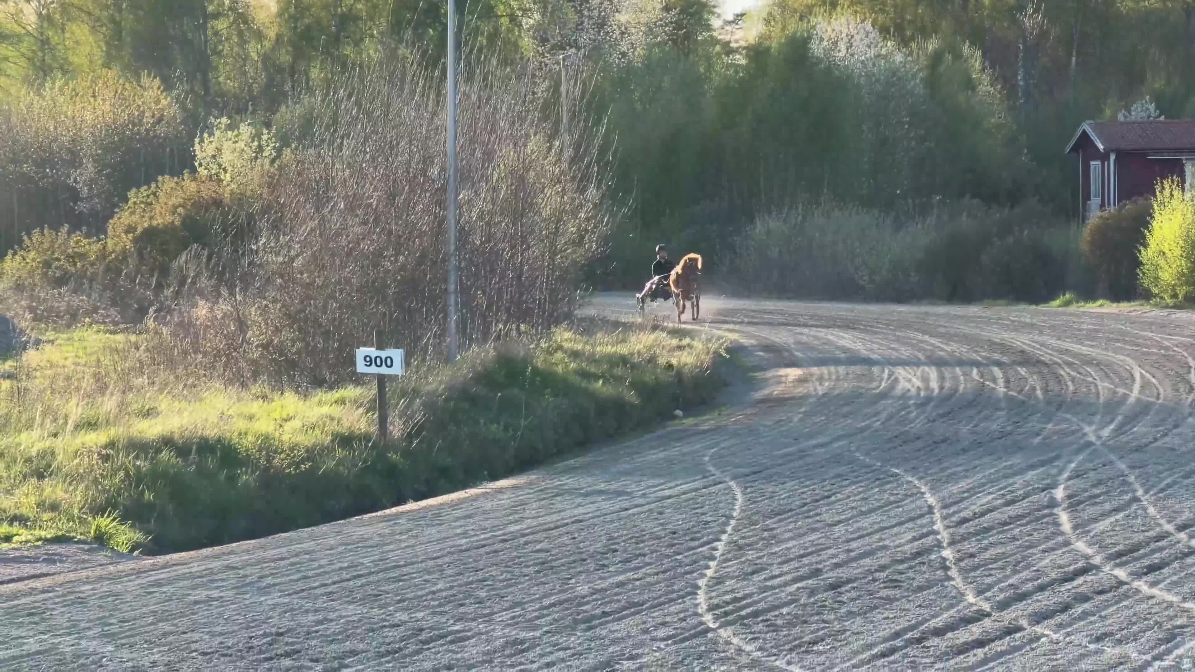 Trav hästar till salu: Inkörd 2åring för den travsatsande - Video 2