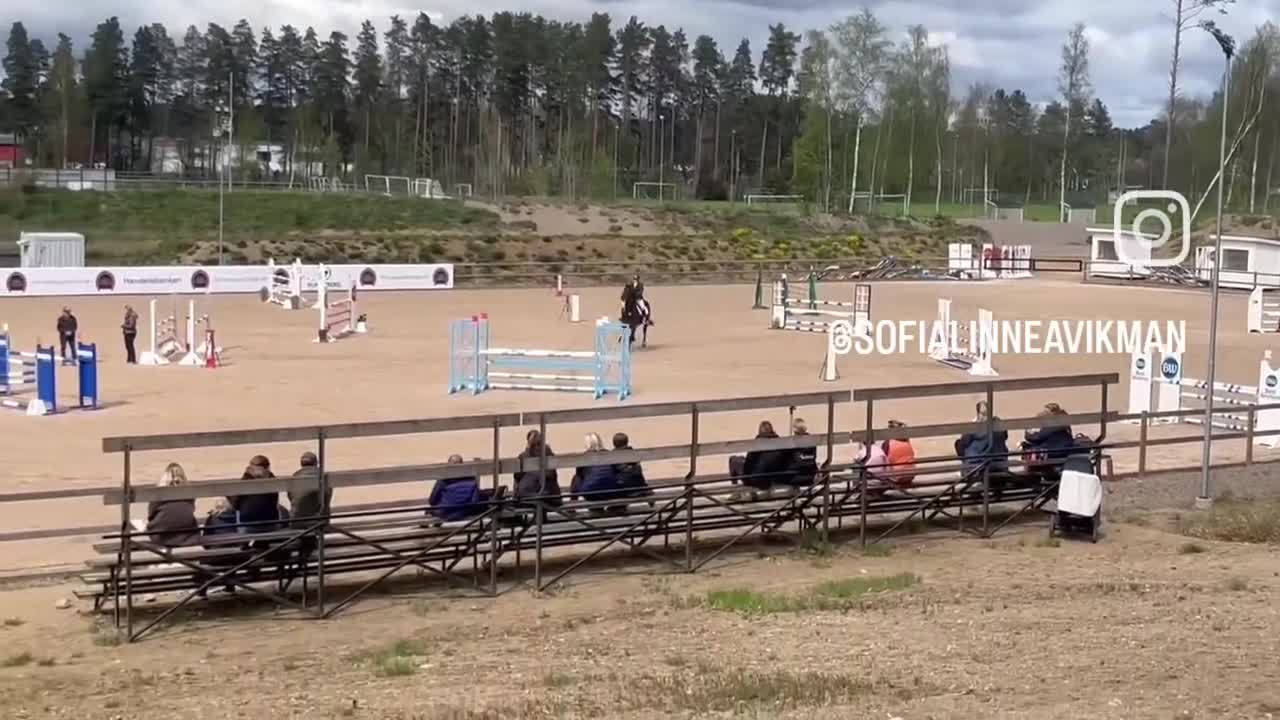 Hoppning hästar till salu: En hjärtehäst (KWPN) perfekt läromästare - Video 2