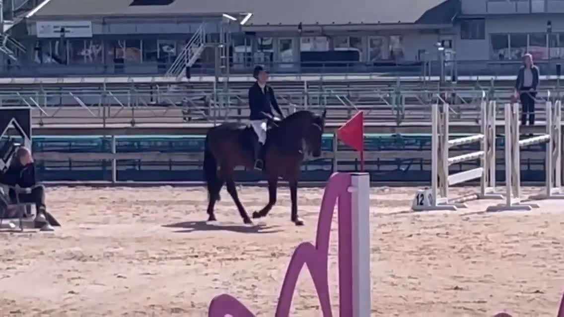 Hoppning hästar till salu: Tävlingshäst och Selektionssto - Video 2