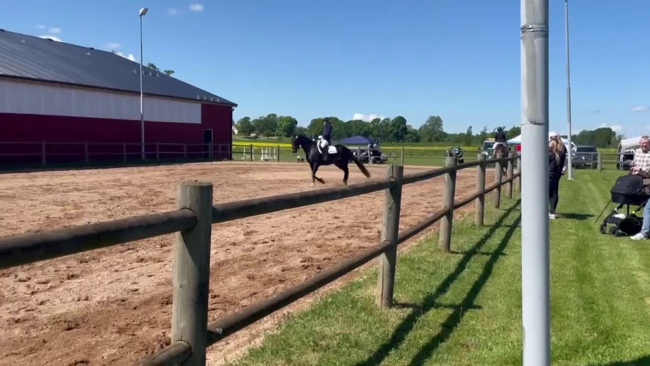 Allround hästar till salu: Vackert sto med framtiden framför sig! i Boxholm - Video 1