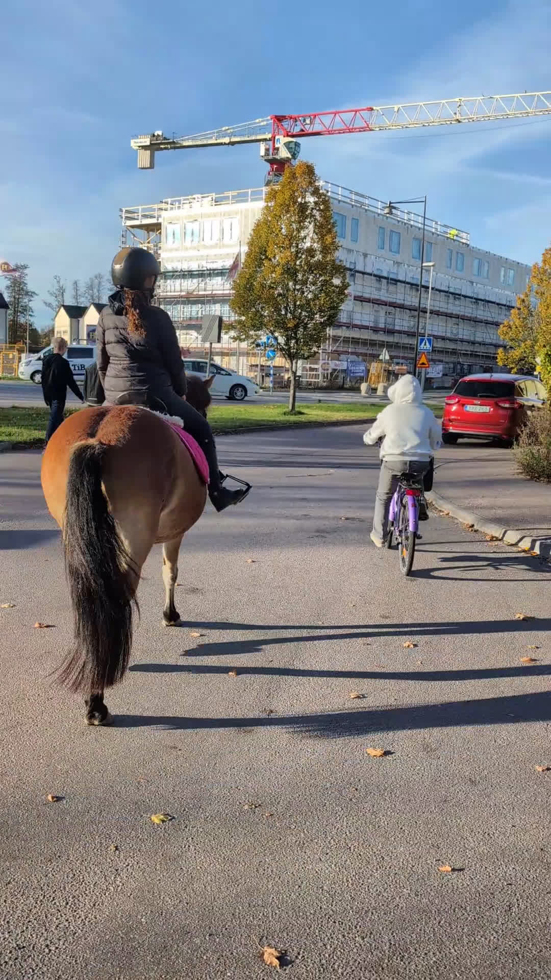 Allround hästar till salu: En ponny UTAN rävar bakom öronen  i Torshälla - Video 2