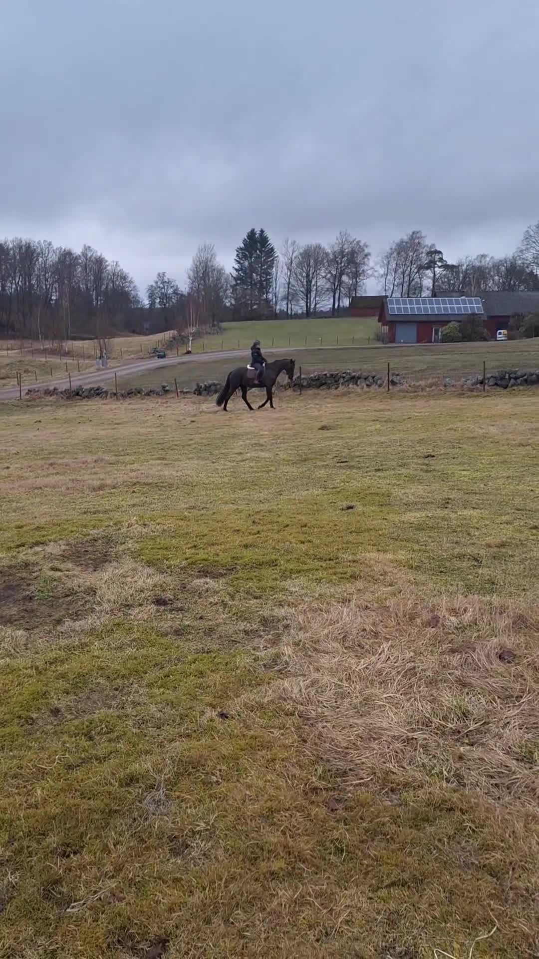 Allround hästar till salu: Vacker dressyrstammad hobbyhäst - Video 2