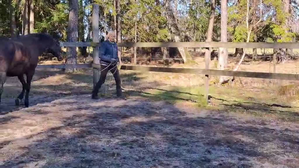 Akademiskt hästar till salu: Tunica, PRE -2016 - Video 1