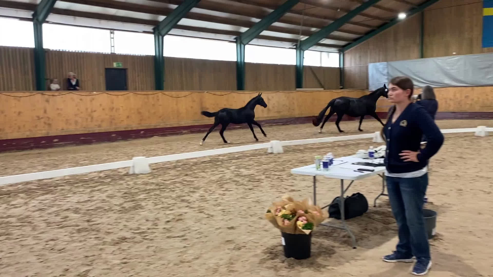 Dressyr hästar till salu: Black week-erbjudande, Vackert premieföl i Sösdala - Video 1