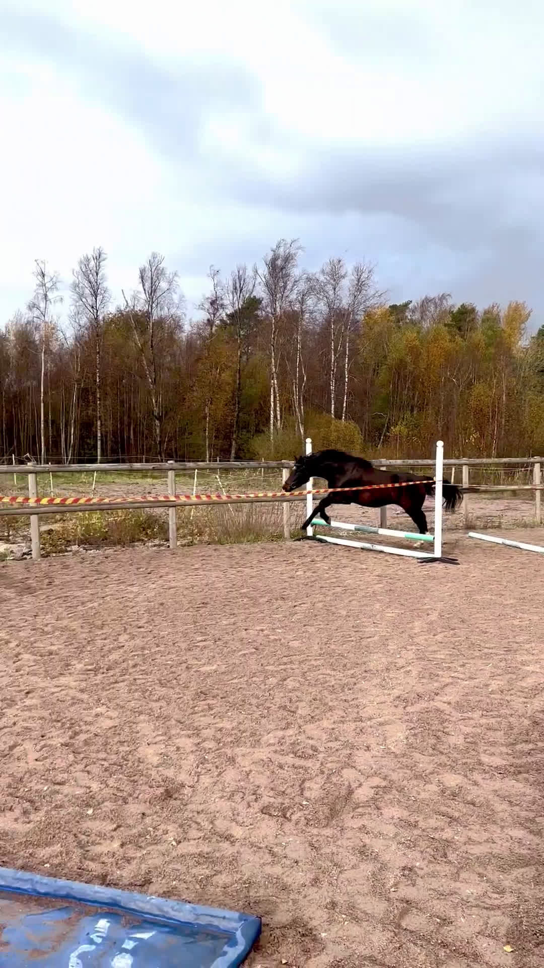 Allround hästar till salu: Trevligt och formbart 3-årigt sto i Uddevalla - Video 3