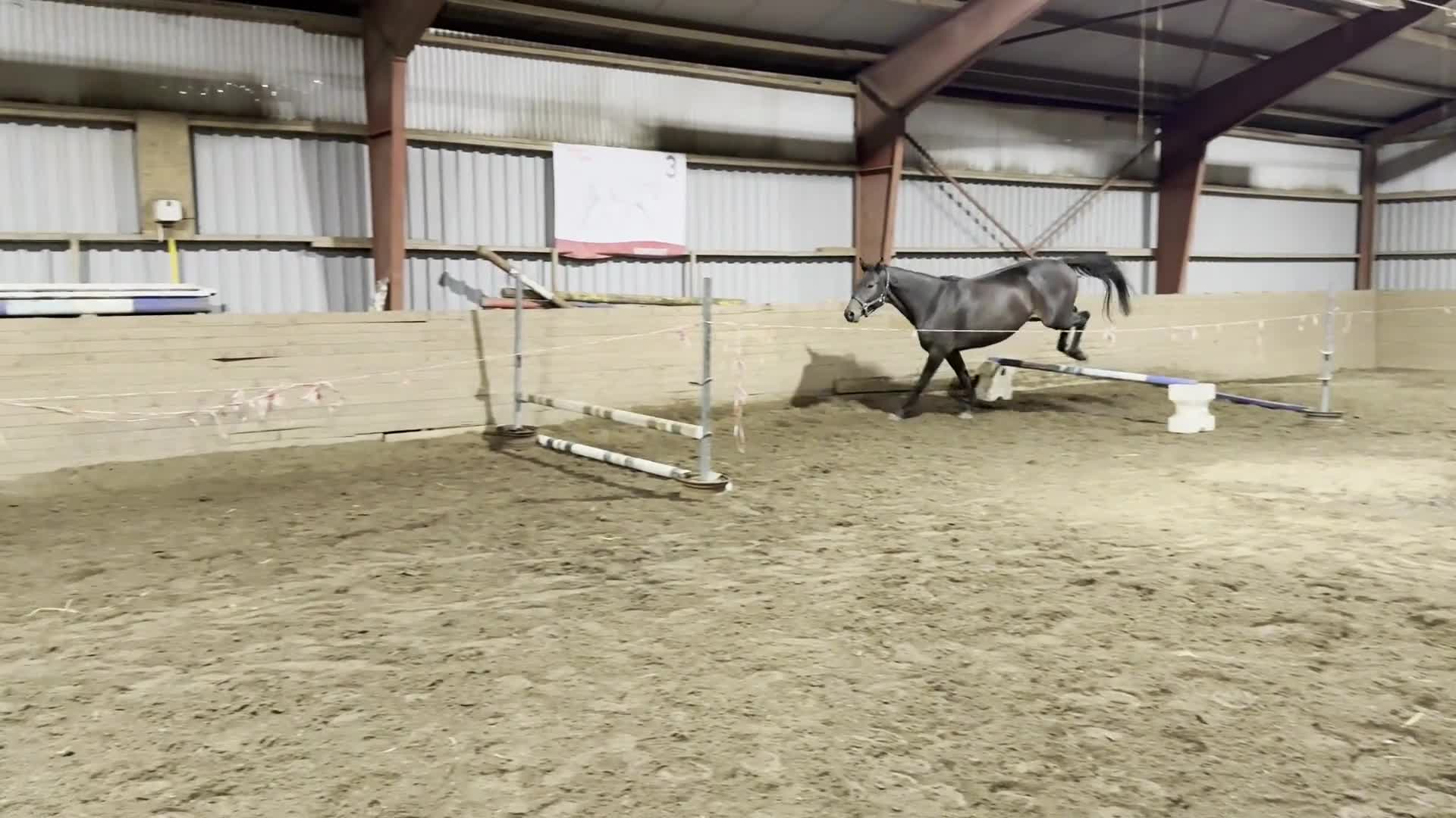 Hoppning hästar till salu: 5-årigt sto e Dom Perignon Z - Hip Hop - Aladin Z - Video 2