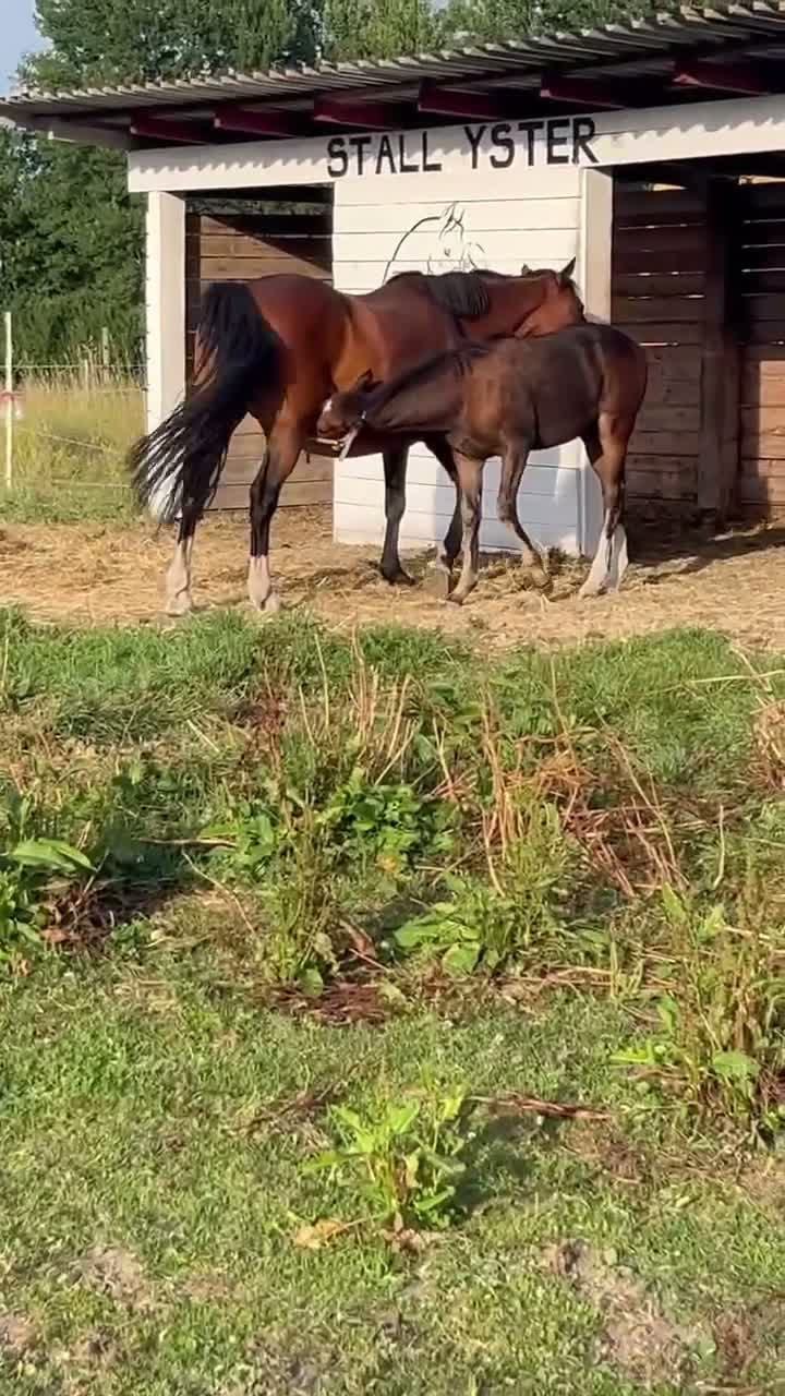 Allround hästar till salu: Vacker framtidsponny inom hoppning/ dressyr - Video 3