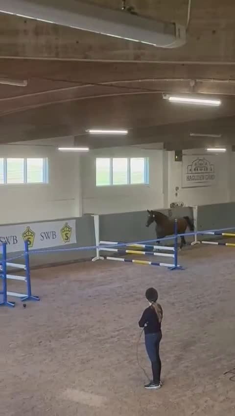Hoppning hästar till salu: Fint sto till salu!  - Video 4