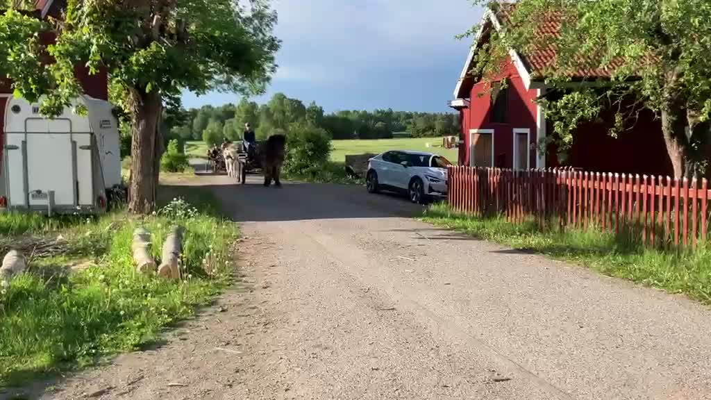 Körning hästar till salu: Minus söker sitt rätta hem - Video 1