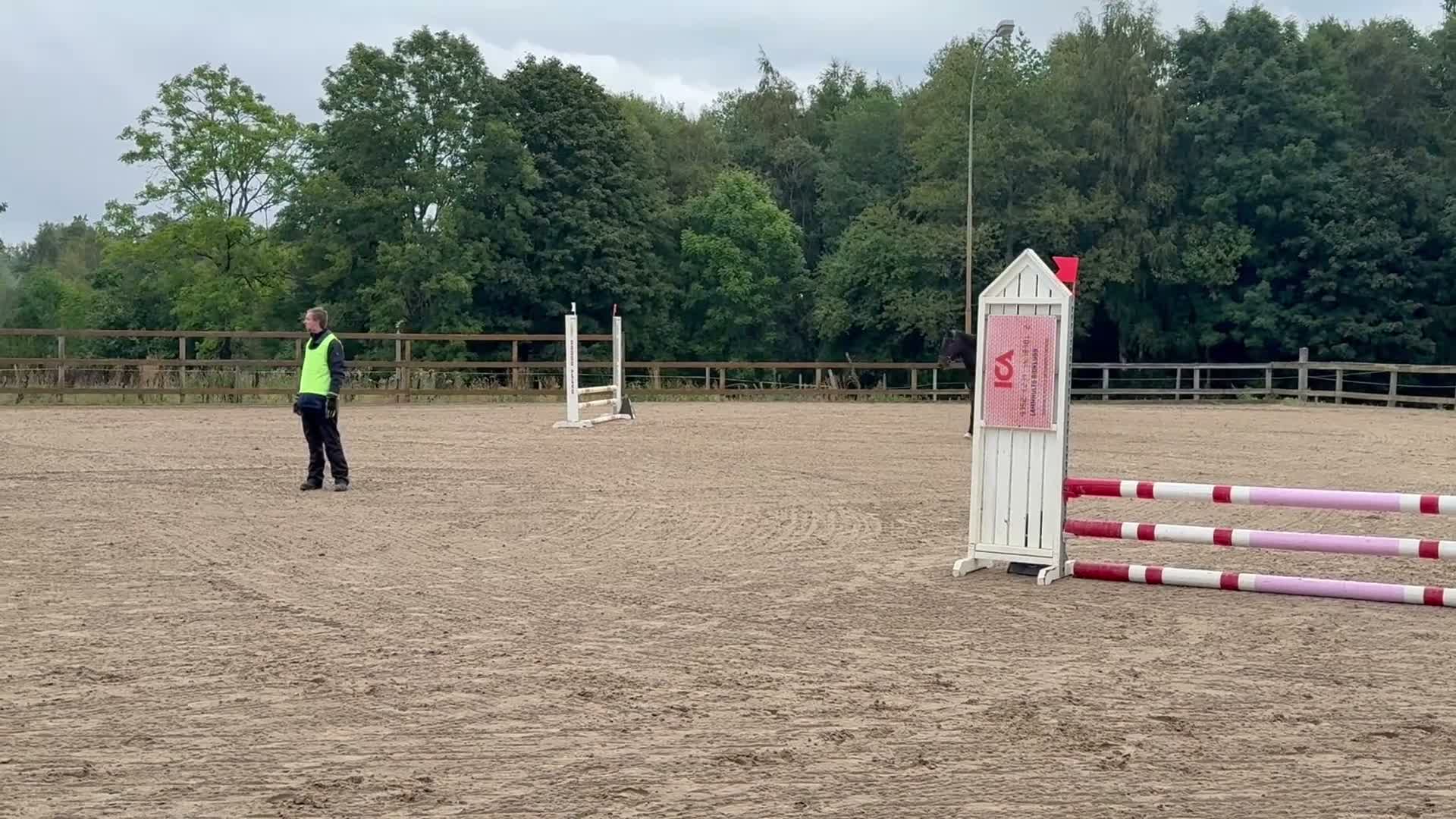 Allround hästar till salu: Vacker & charmig kille m massa potential. - Video 1