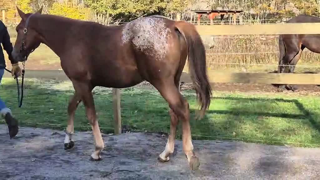 Western hästar till salu: Charmig Appaloosa-valack - Video 1