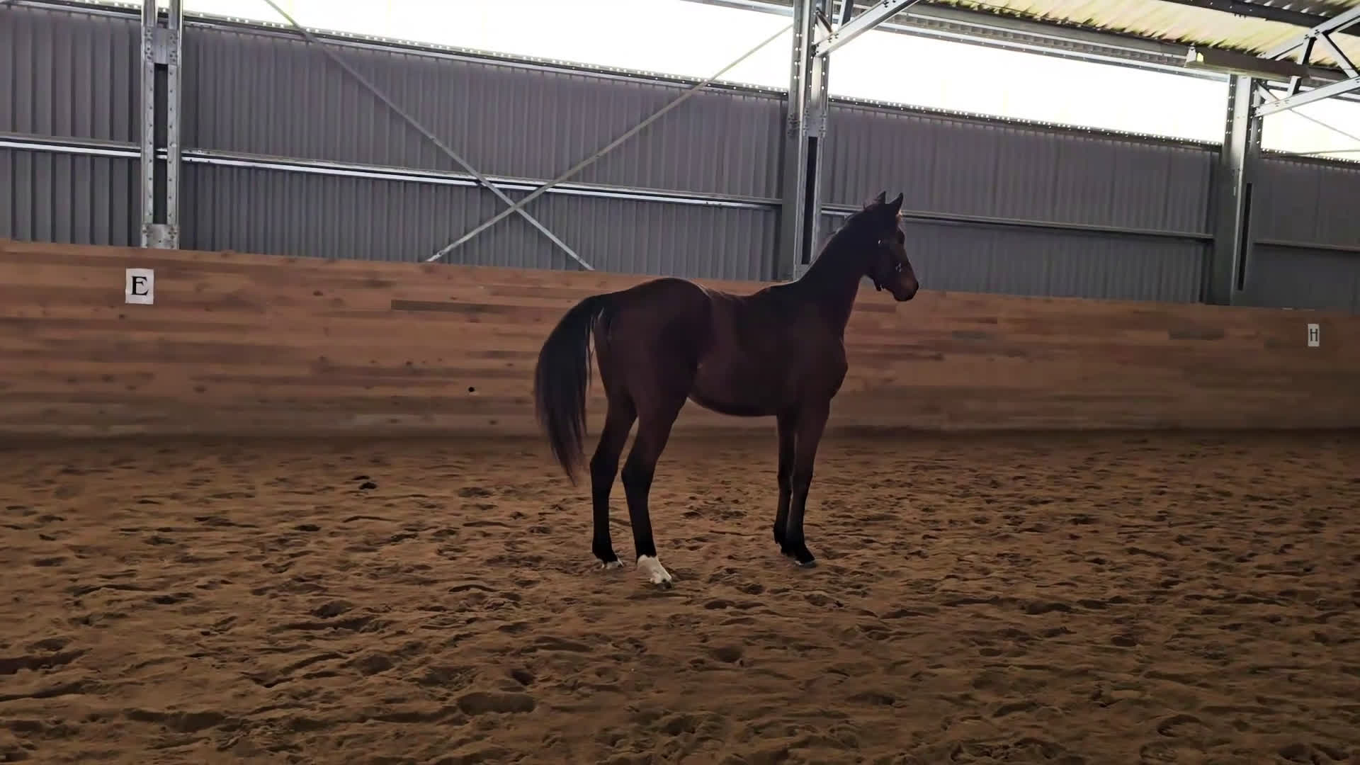 Dressyr hästar till salu: Stam i världsklass STO PATHENON-HERMES-KRACK C i Fellingsbro - Video 1