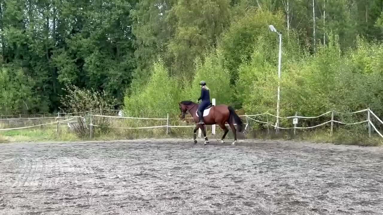 Allround hästar till salu: Dressyr/Avel WE  - Video 1