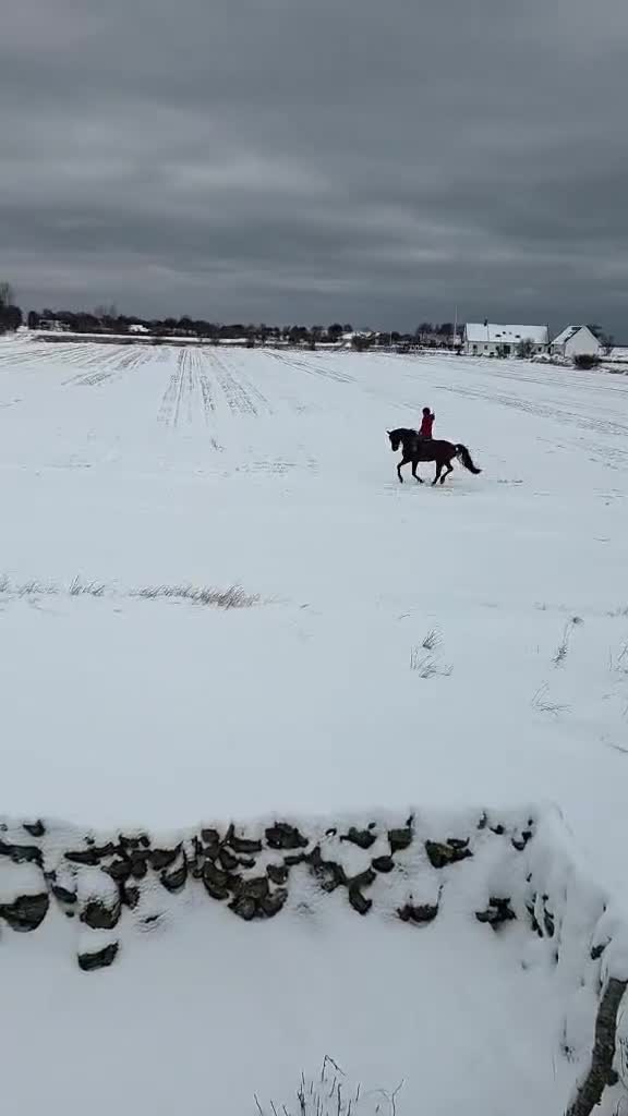 Allround hästar till salu: Lyxig hobbyhäst eller blivande ridskolepärla - Video 5
