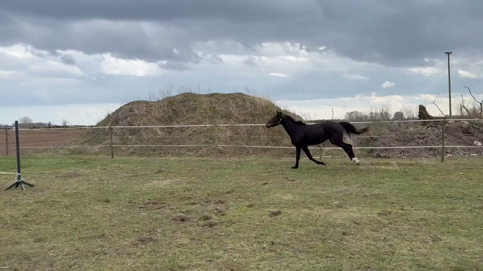 Hoppning hästar till salu: Sportigt ungsto för hoppning eller fälttävlan - Video 2