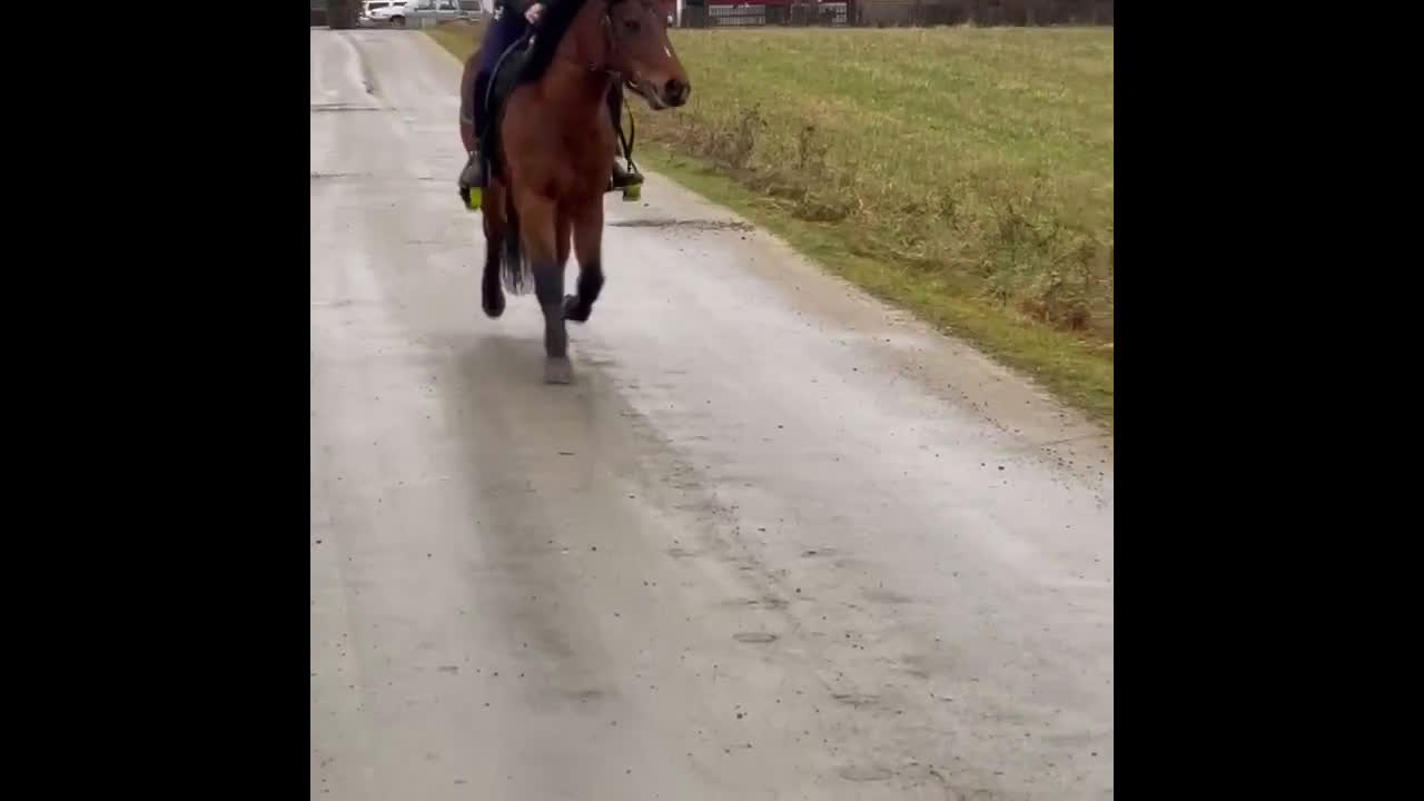 Sällskap hästar till salu: B- ponny - Video 1