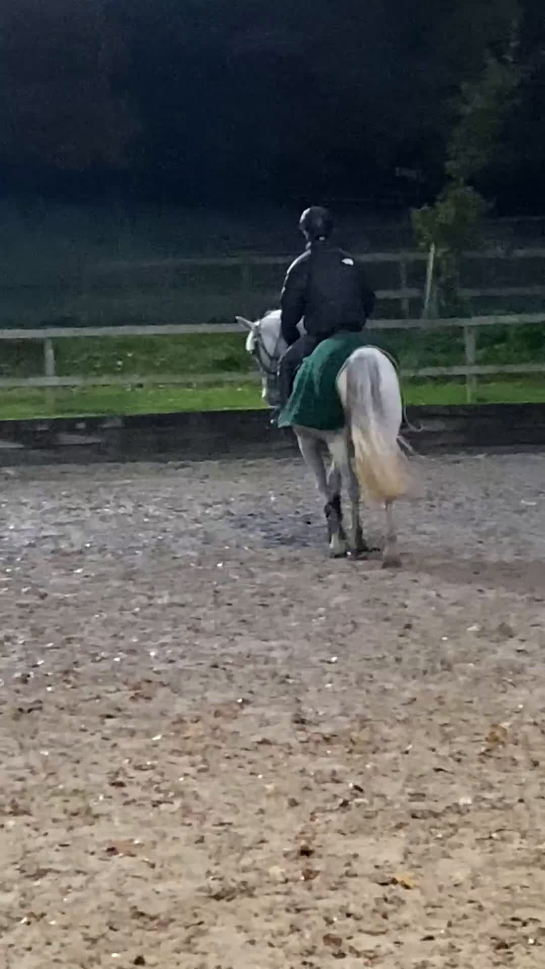 Hoppning hästar till salu: Springpony - Video 2