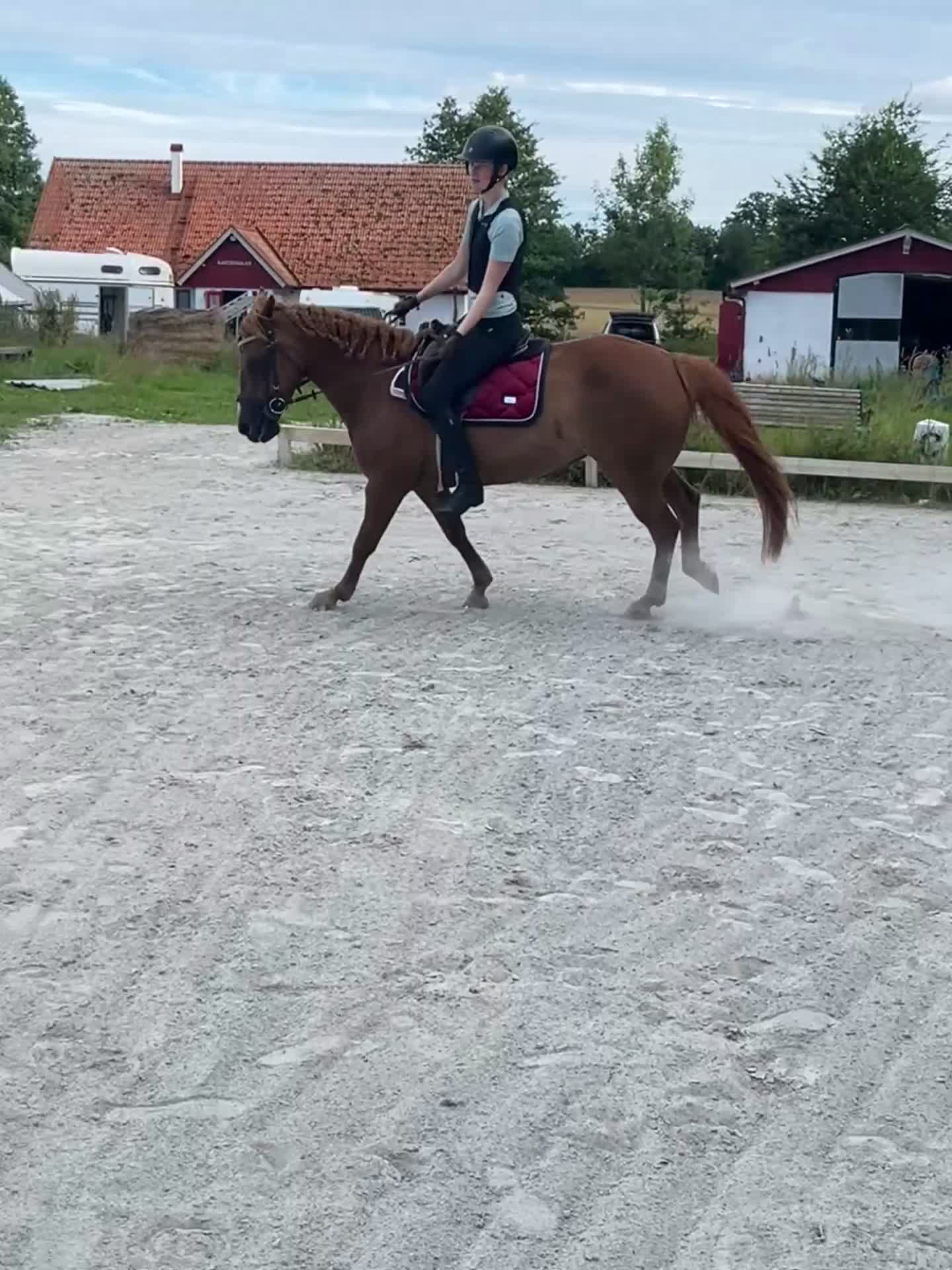 Övrigt hästar till salu: Läromästare och bästa vän för livet  - Video 2