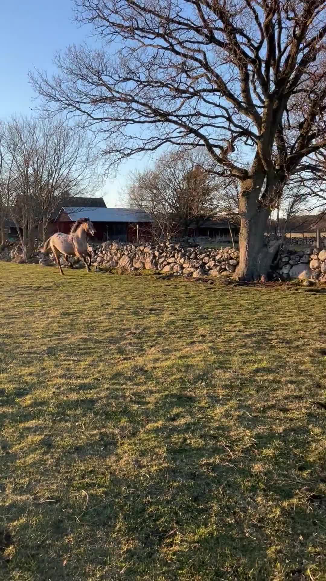 medryttarhäst finnes: Medryttare sökes till tuff unghäst  - Video 1