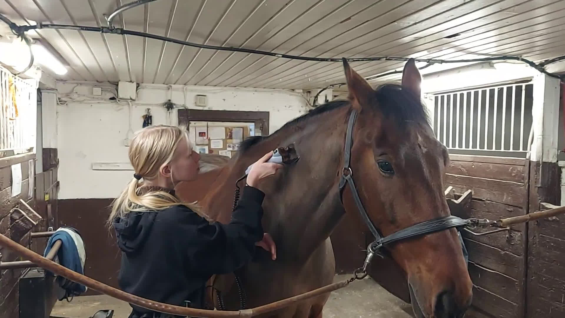 Övrigt hästar till salu: Trygg bästa kompis till salu i Solna - Video 1