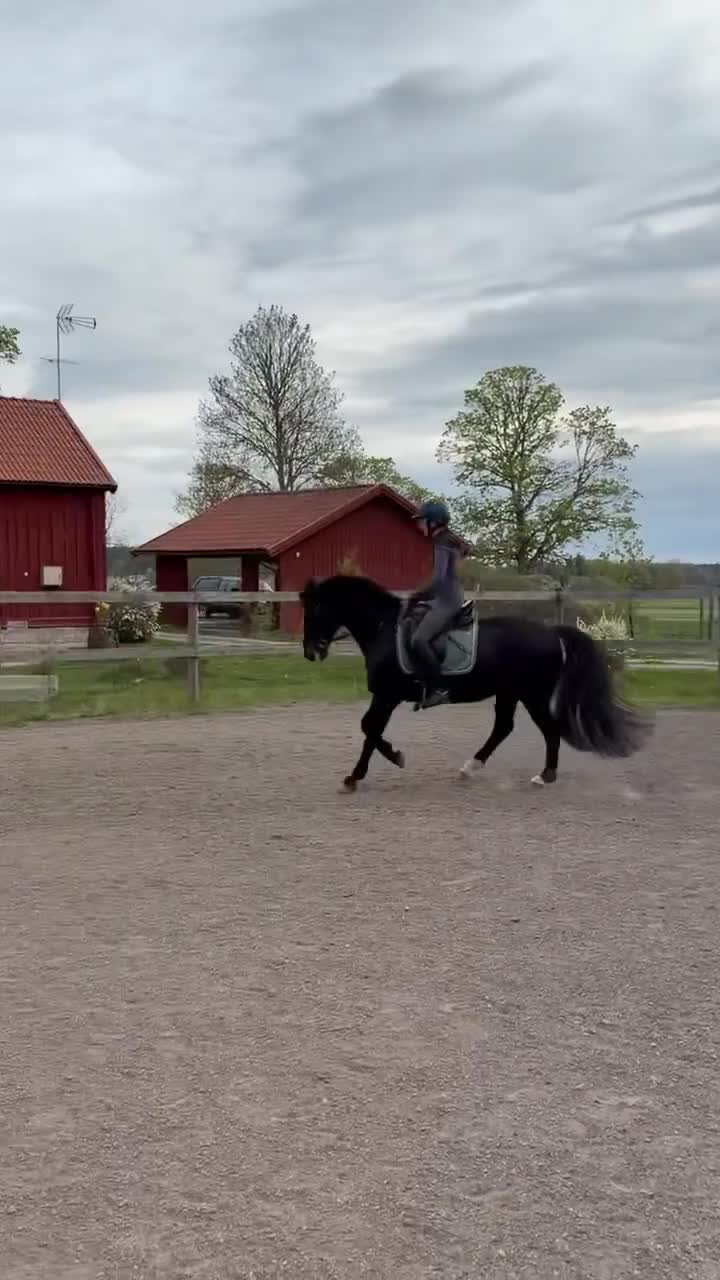 Allround hästar till salu: Tullebo Final Justice - Video 2