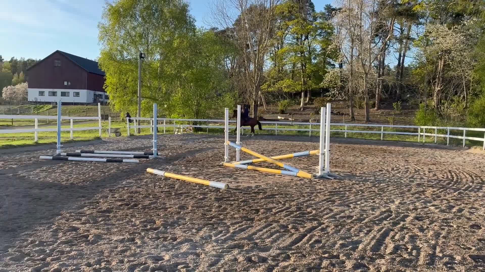 Hoppning hästar till salu: 5-åring e Mr Vain  - Video 1