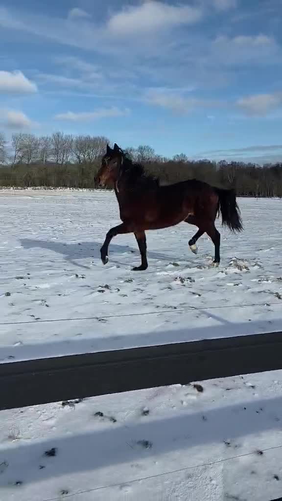 Allround hästar till salu: Supersnäll 2årig hingst  i Röstånga - Video 1