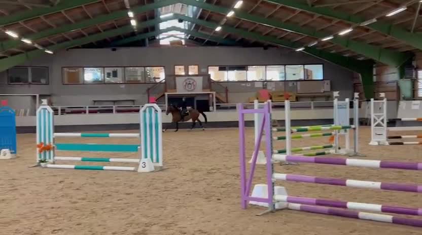 Hoppning hästar till salu: Hopphäst att snabbt avancera i klasserna med. - Video 1