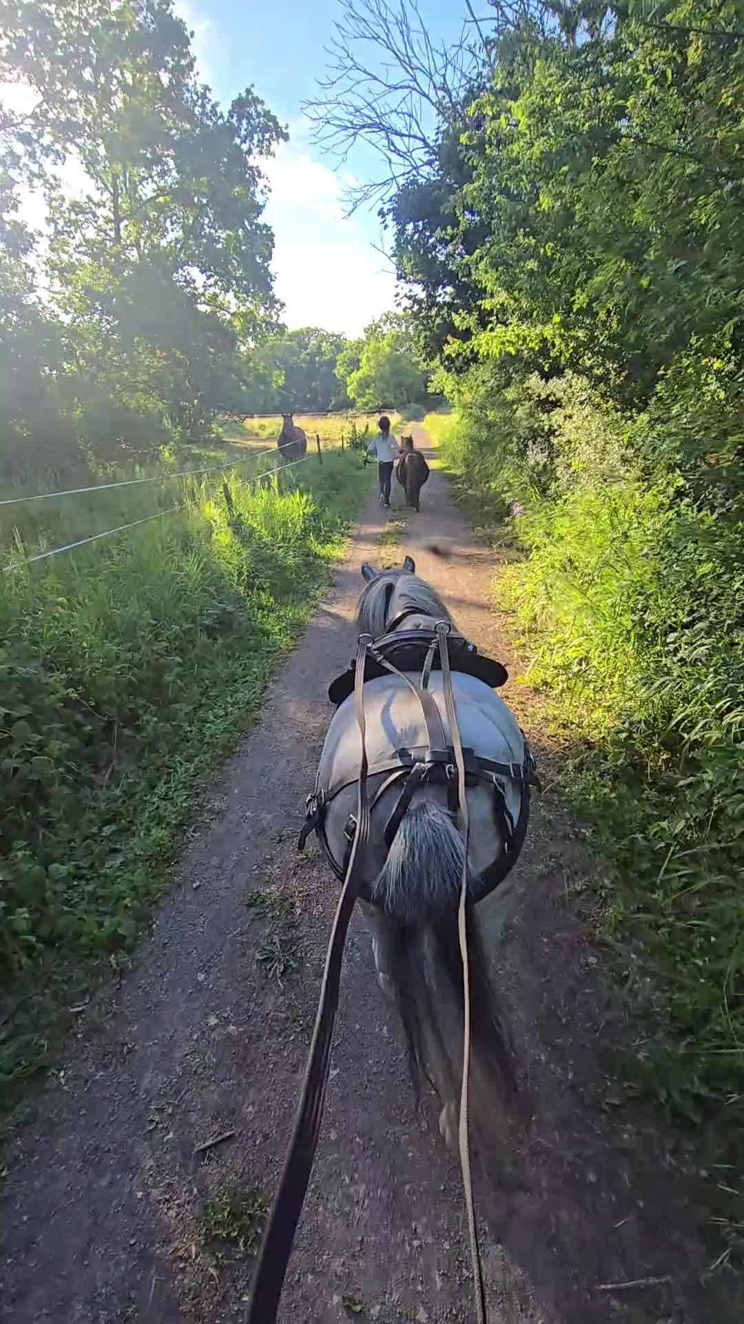 Allround hästar till salu: Två barnvänliga ponnys i Köpingsvik - Video 1