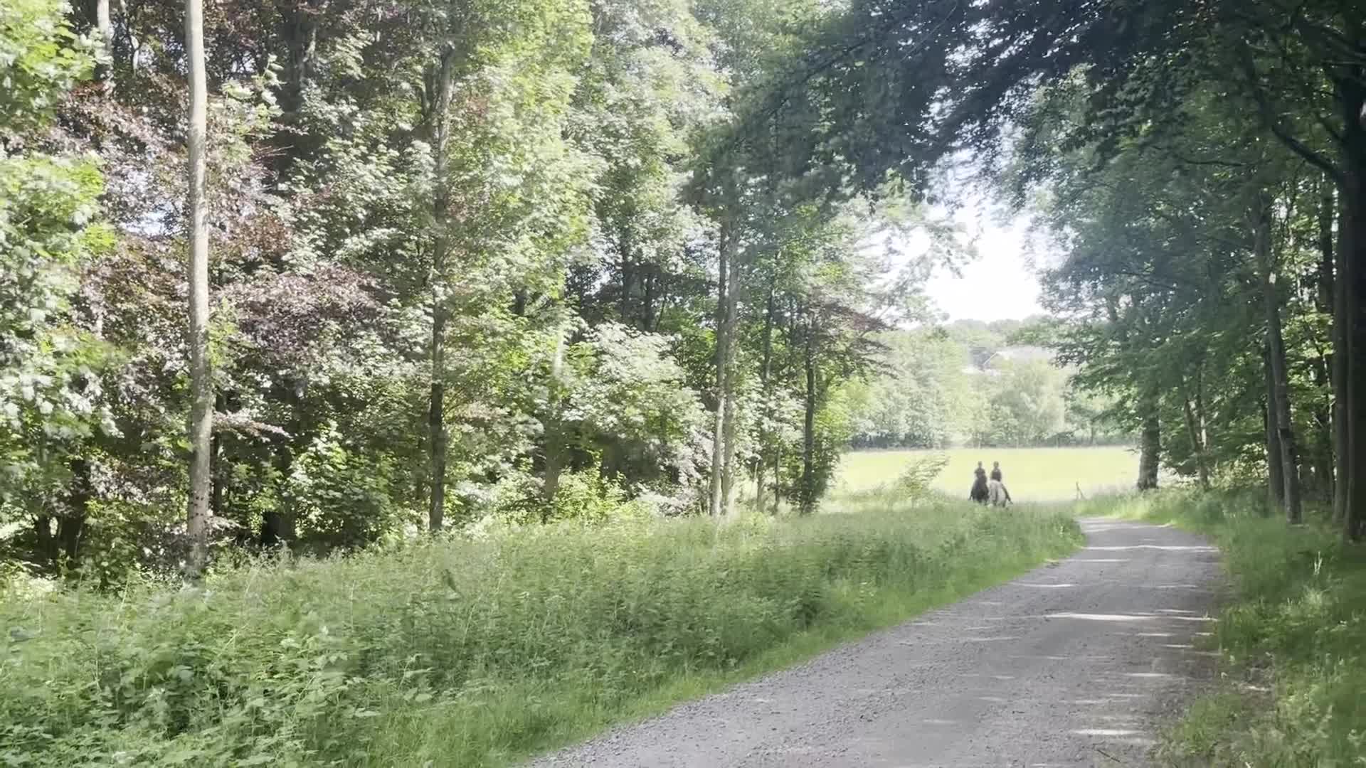 Island hästar till salu: En riktig bästa kompis! i Torna-hällestad - Video 2