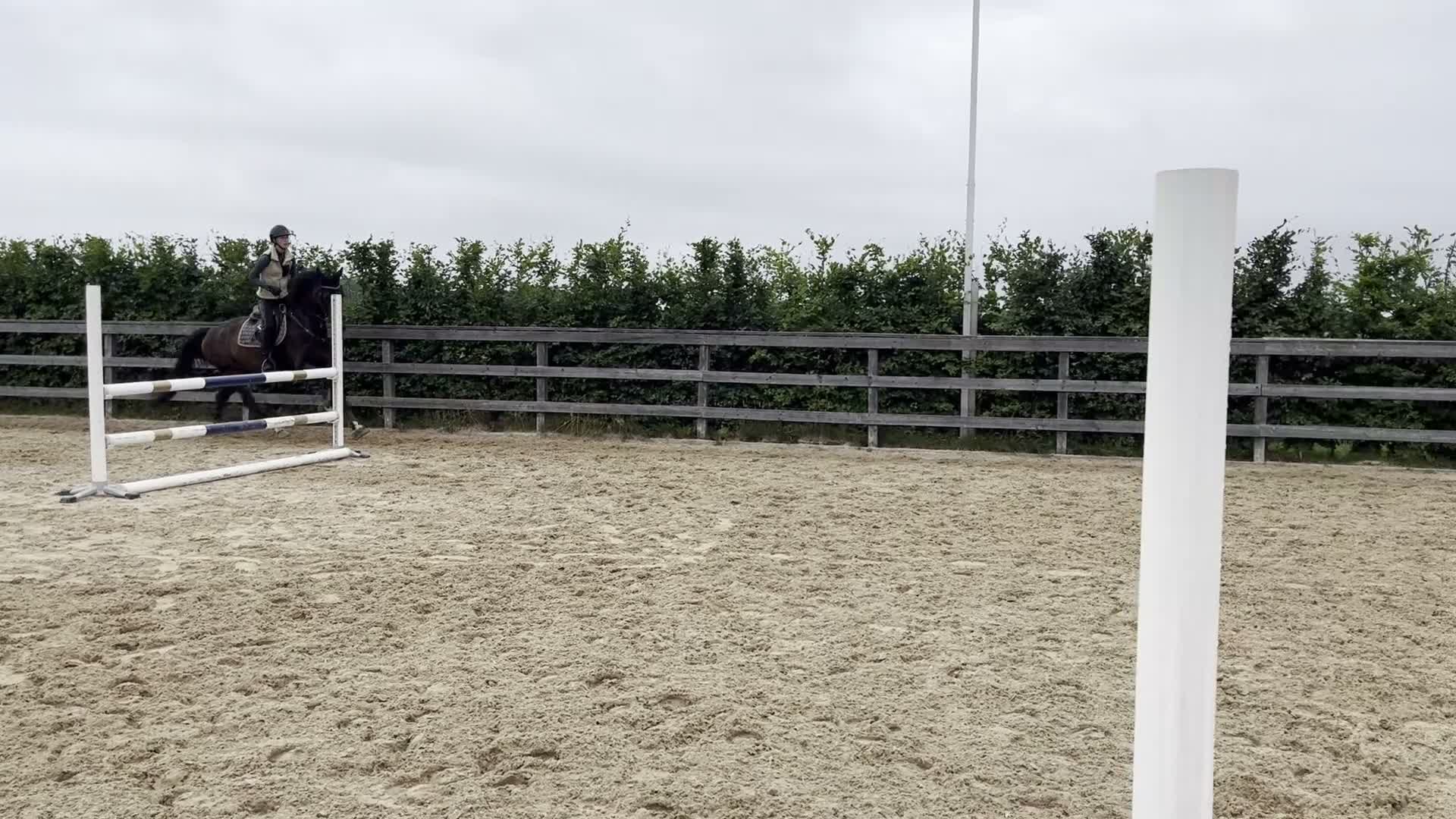 Hoppning hästar till salu: Bästa vän och tävlingshäst i Örebro - Video 1