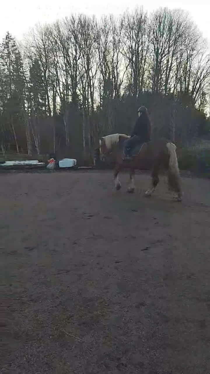 Allround hästar till salu: Kallblod Valack i Alingsås - Video 1