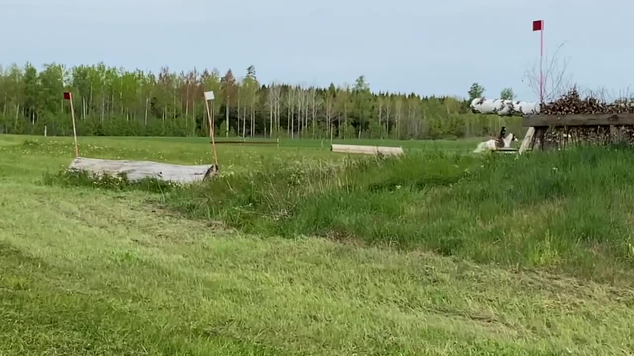 Allround hästar till salu: Snäll och rolig D-ponny valack till salu - Video 1