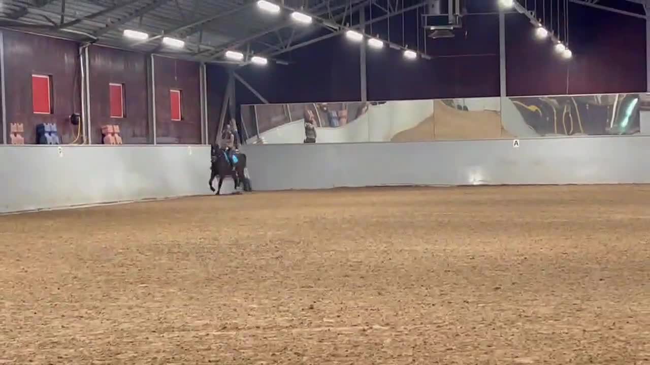 Avelshästar hästar till salu: Trevligt sto helst till avel i Örebro - Video 1