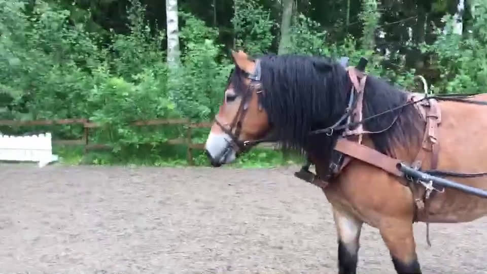 Körning hästar till salu: Fin inkörd/inriden valack 4 år i Månkarbo - Video 2