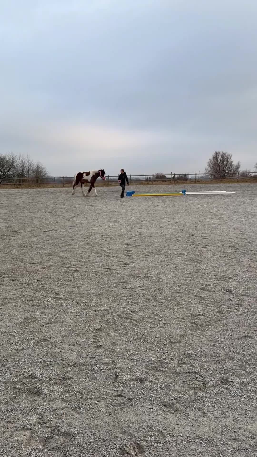 Allround hästar till salu: Rolig bästa vän söker nytt hem - Video 5