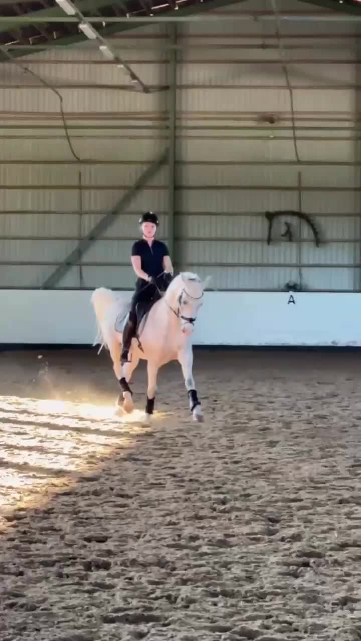 Dressyr hästar till salu: FEI DRESSAGE SCHOOLMASTER PONY for sale - Video 2