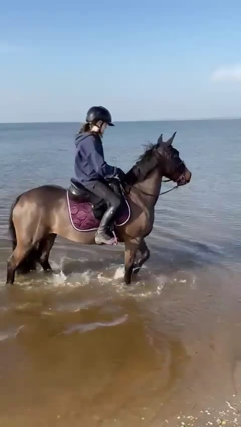 Hoppning hästar till salu: Ärlig, snabb och försiktig C-ponny i Strömstad - Video 2