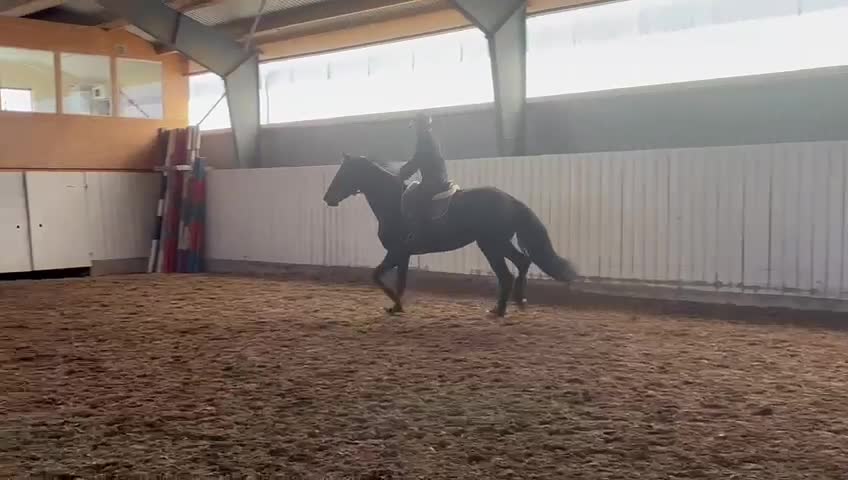 Dressyr hästar till salu: Ungt dressyrsto e. Damon – fin potential - Video 2