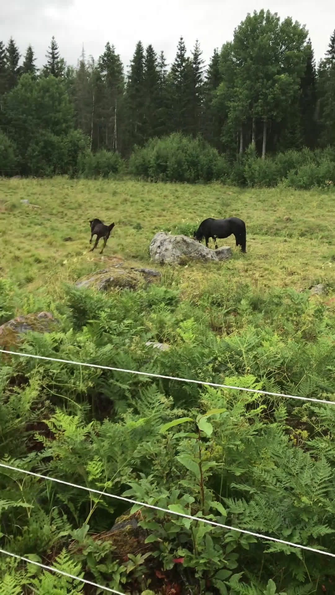 Allround hästar till salu: Fellponny i Ärla - Video 2