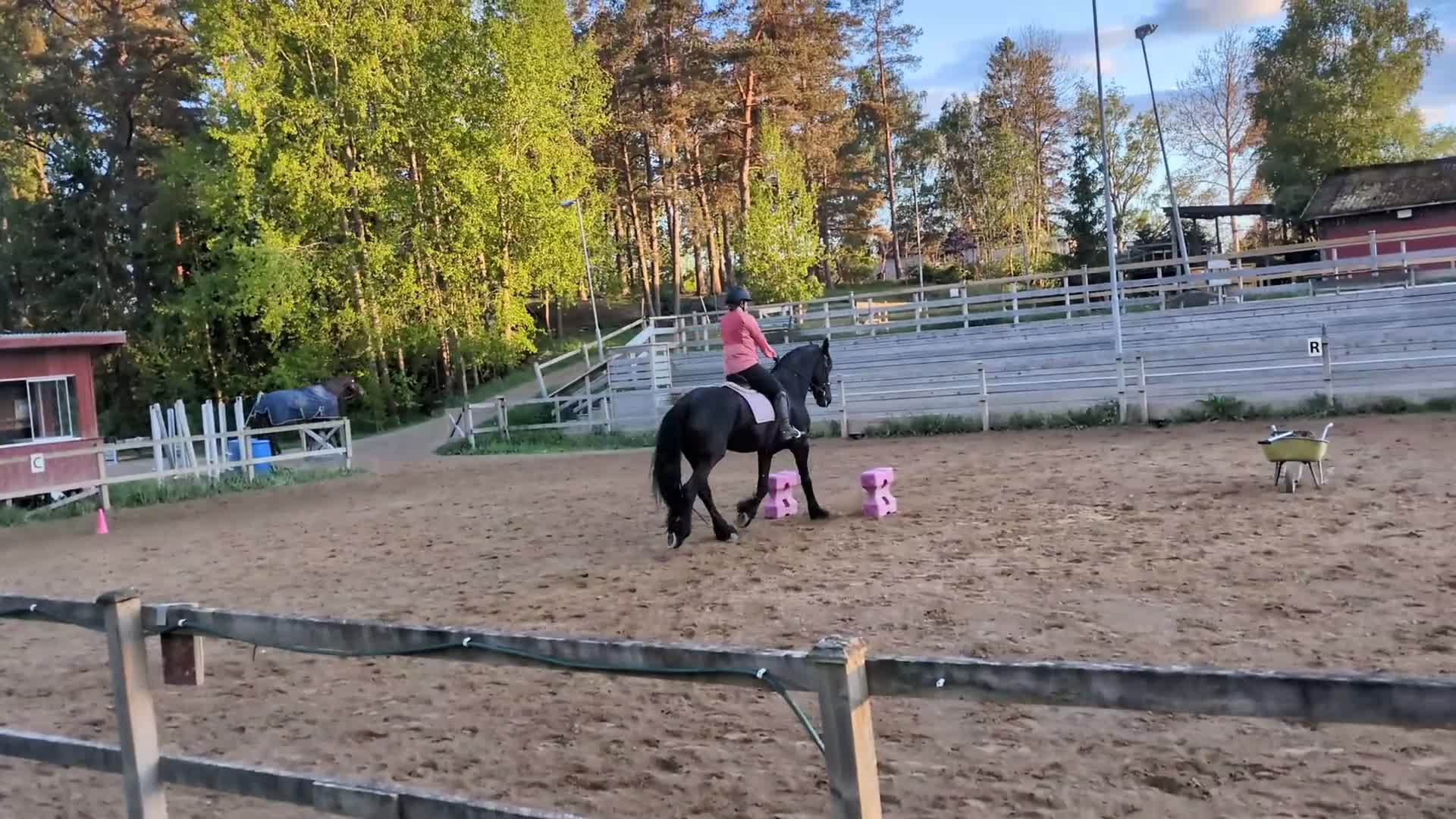  medryttarhäst sökes: Medryttarhäst sökes  - Video 2