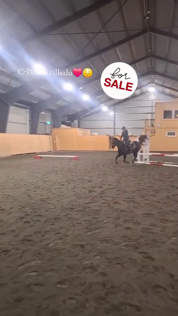 Hoppning hästar till salu: Trygg bästa kompis  - Video 2